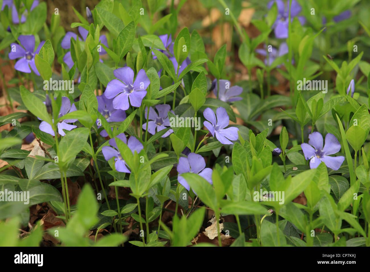 The blue flowers of Lesser periwinkle (Vinca minor) create a forest