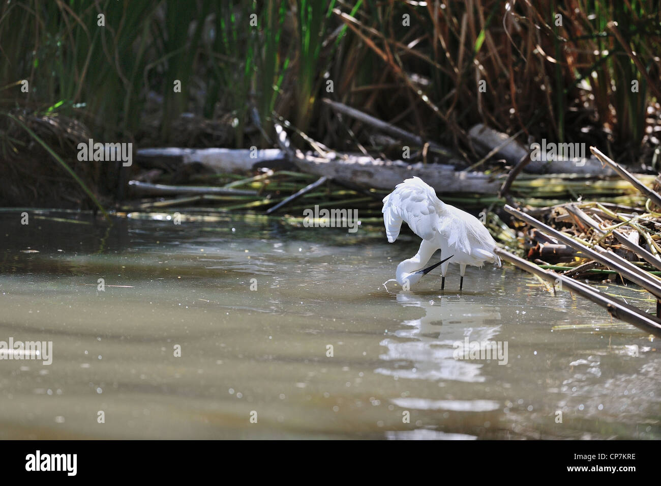 Little egret (Egretta garzetta - Ardea garzetta) preening in shallow water Lake Baringo - Kenya - East Africa Stock Photo