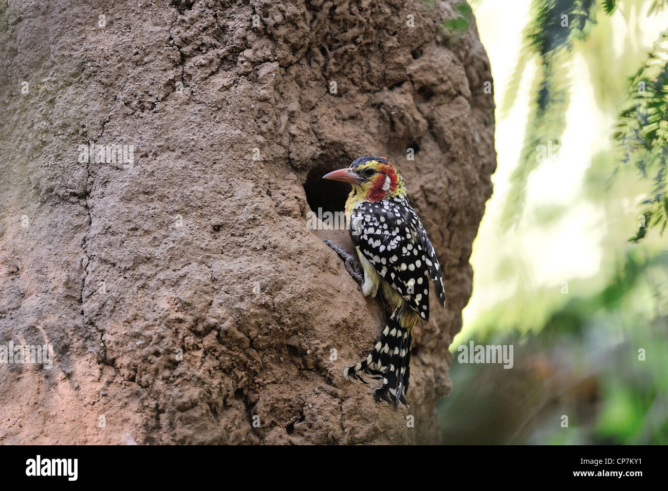Red-and-yellow Barbet (Trachyphonus erythrocephalus) at nest entrance in a termite mound Lake Baringo Kenya - East Africa Stock Photo