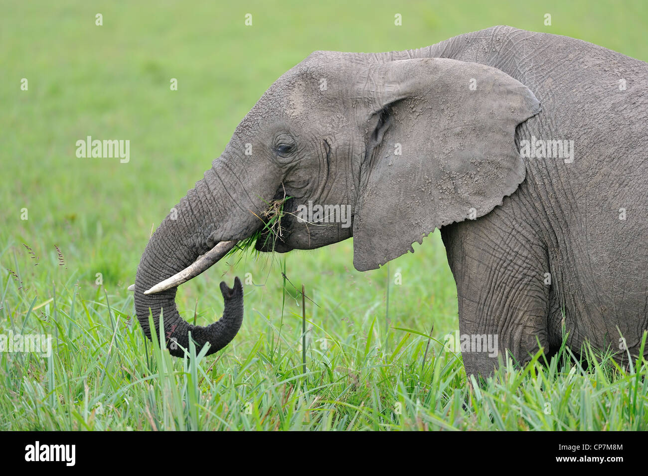 African bush elephant - Savanna elephant - Bush elephant (Loxodonta africana) grazing in a marsh at Masai Mara Stock Photo
