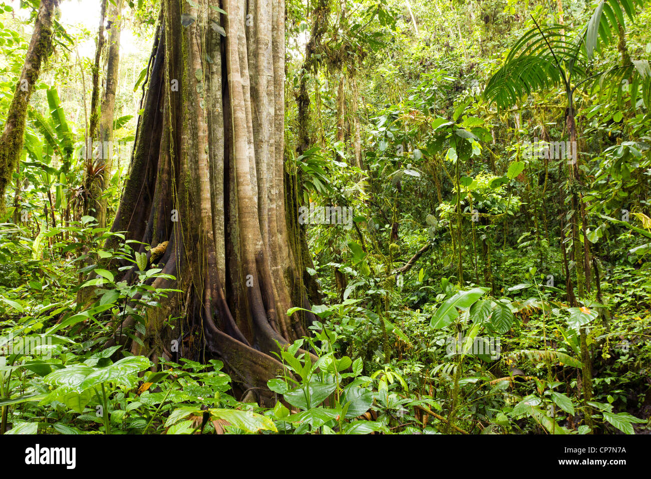 Rainforest giant. An exceptionally large tree in tropical rainforest on