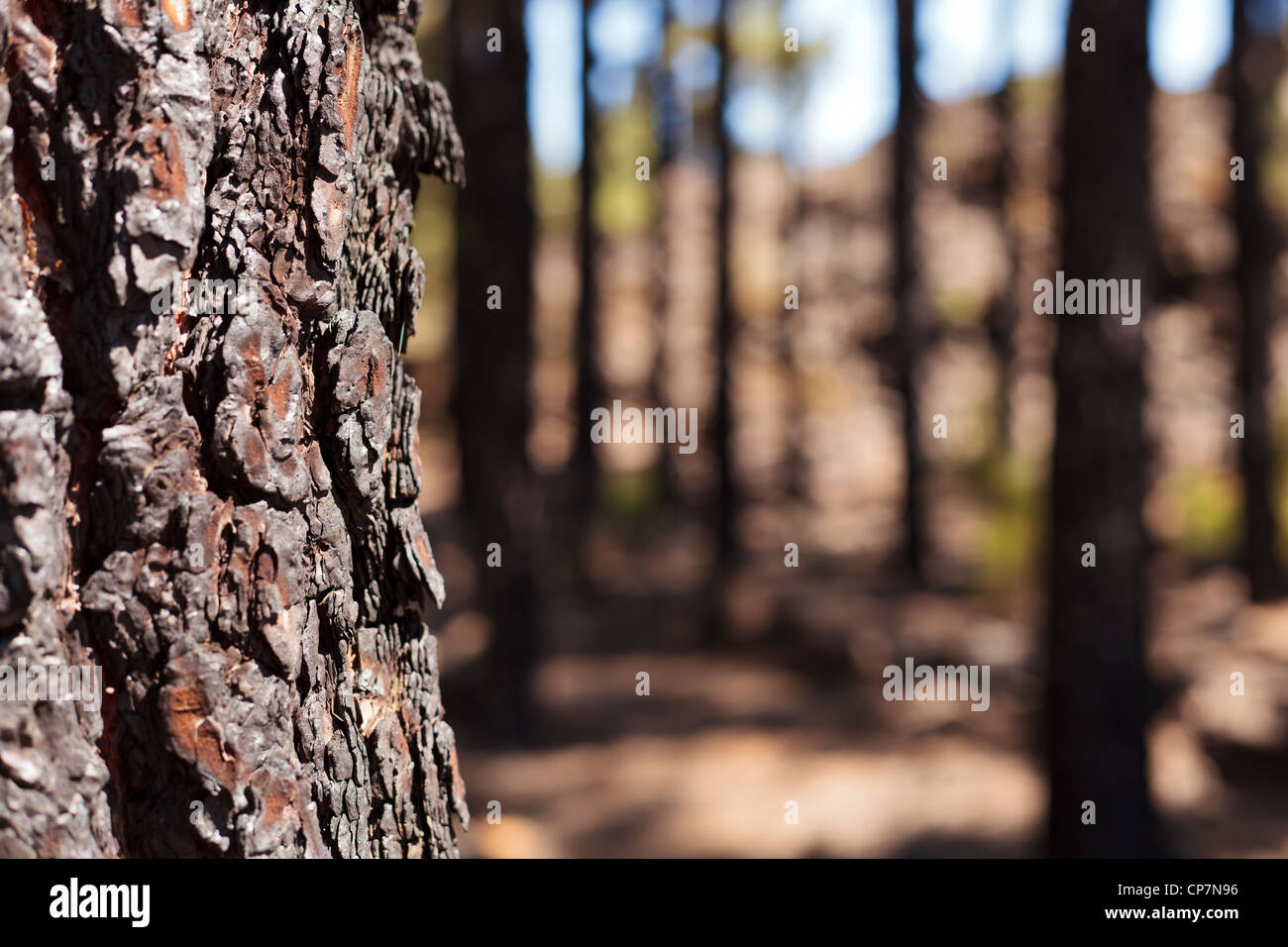 Close up detail of Pinus canariensis bark and out of focus trees in background, Tenerife, Canary islands, Spain. Stock Photo