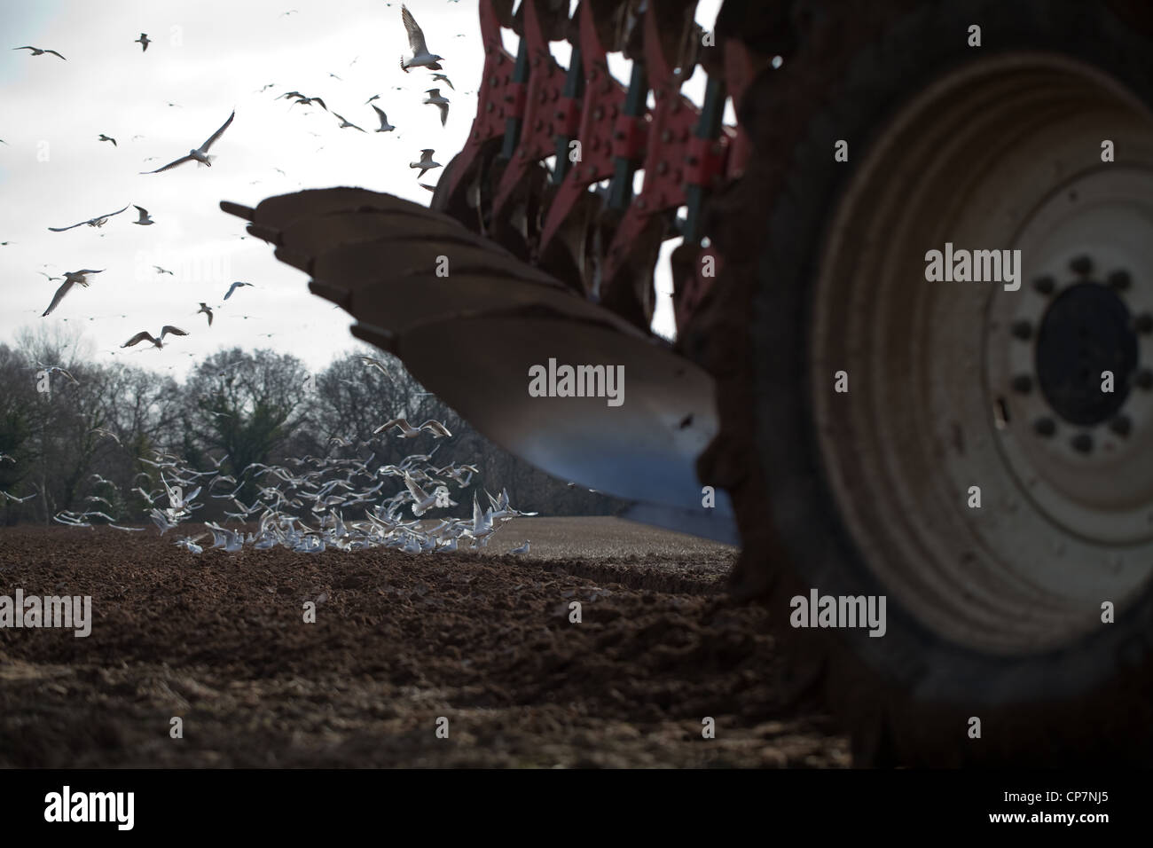 Black-headed Gulls (Larus ridibunda), following tractor drawn plough. Ingham, Norfolk. Preparing soil for a crop of sugar beet. Stock Photo