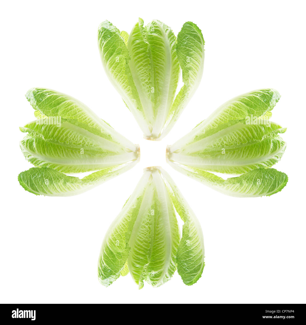Cos Lettuce Leaves Stock Photo