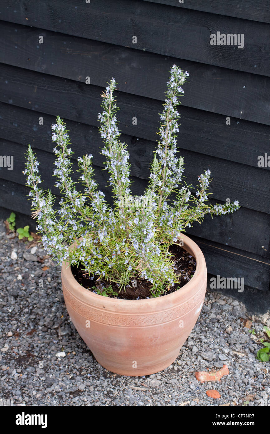 A terracotta pot with a rosemary plant growing in it Stock Photo Alamy