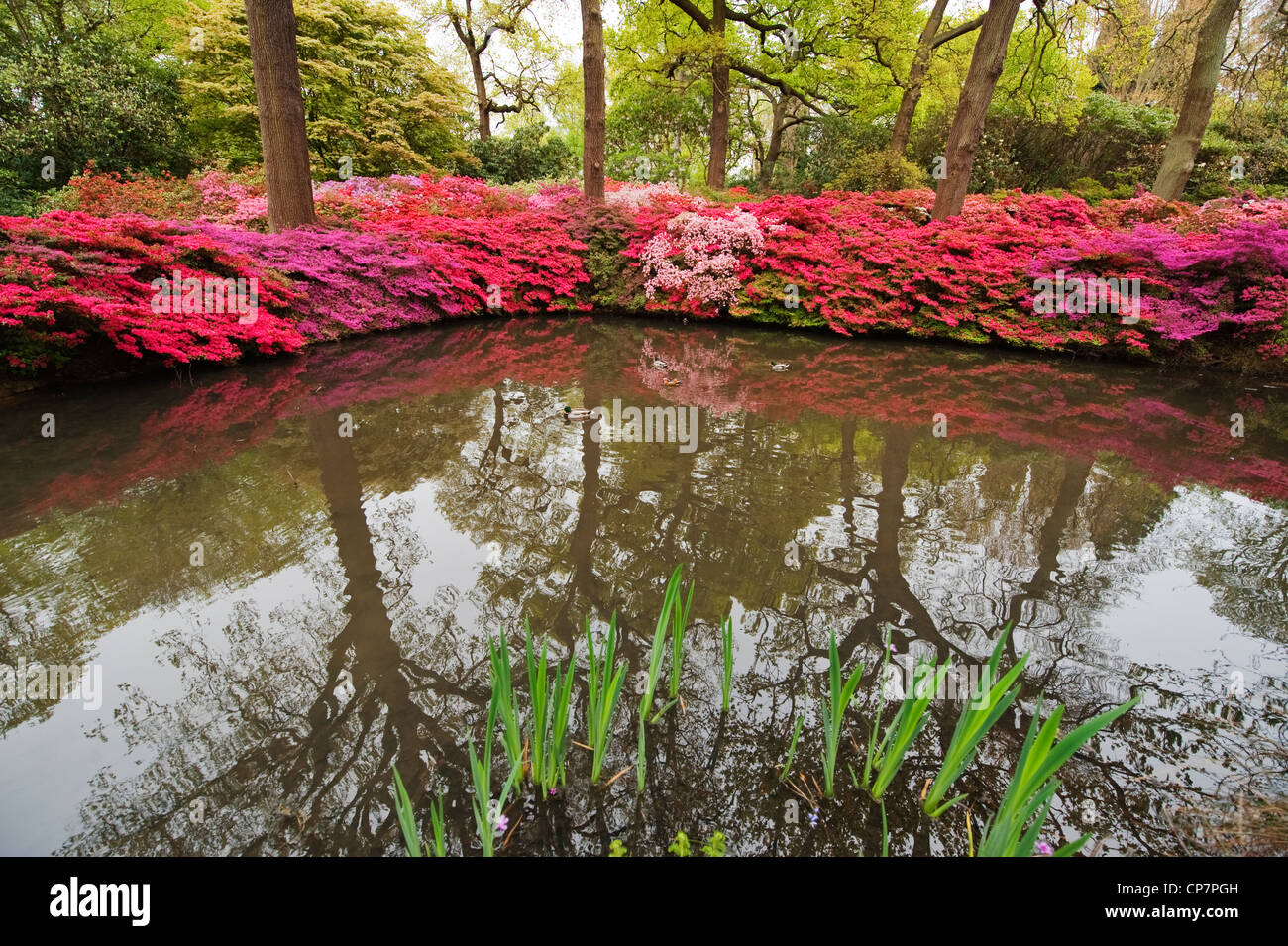 Bank of colourful Azaleas surrounding a pond in the Isabella Plantation, Richmond Park in London Stock Photo