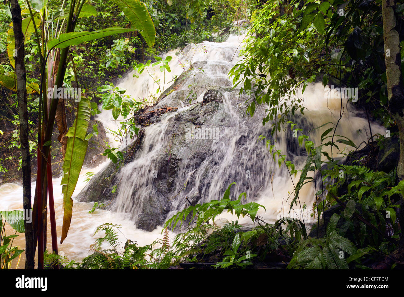 Rainforest river in Western Ecuador swollen after heavy rain Stock Photo