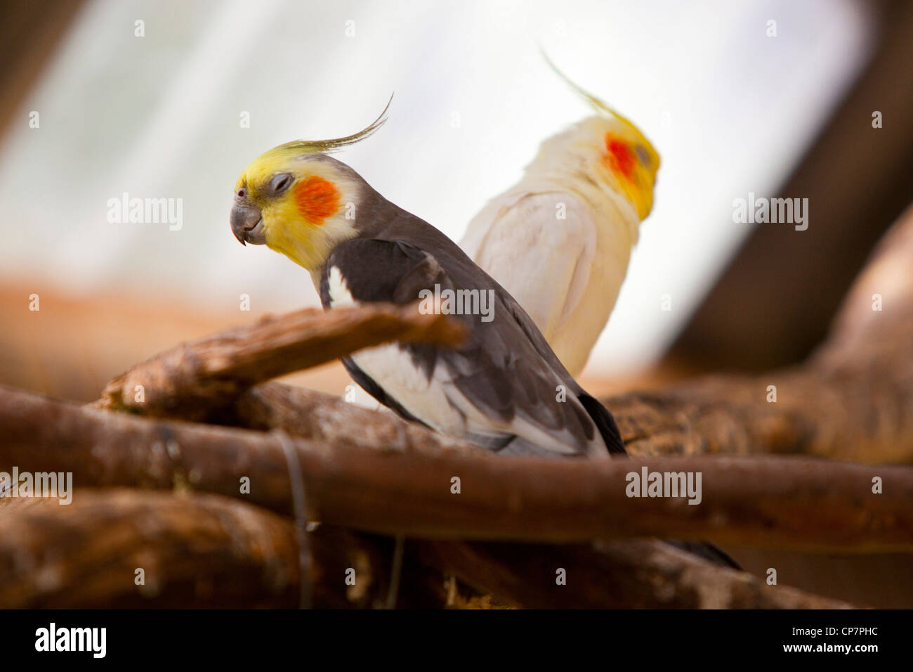 Butterfly cockatiel cheap bird
