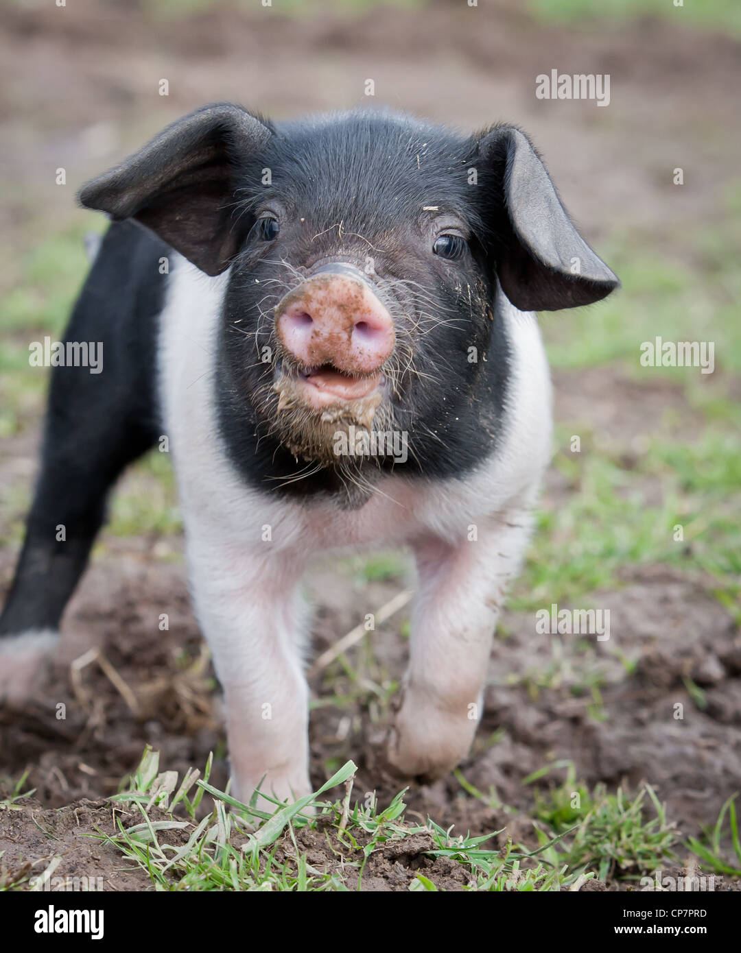 Piglet very cute, Gloucester and Saddleback cross in field on farm,Black and Pink in colour Stock Photo