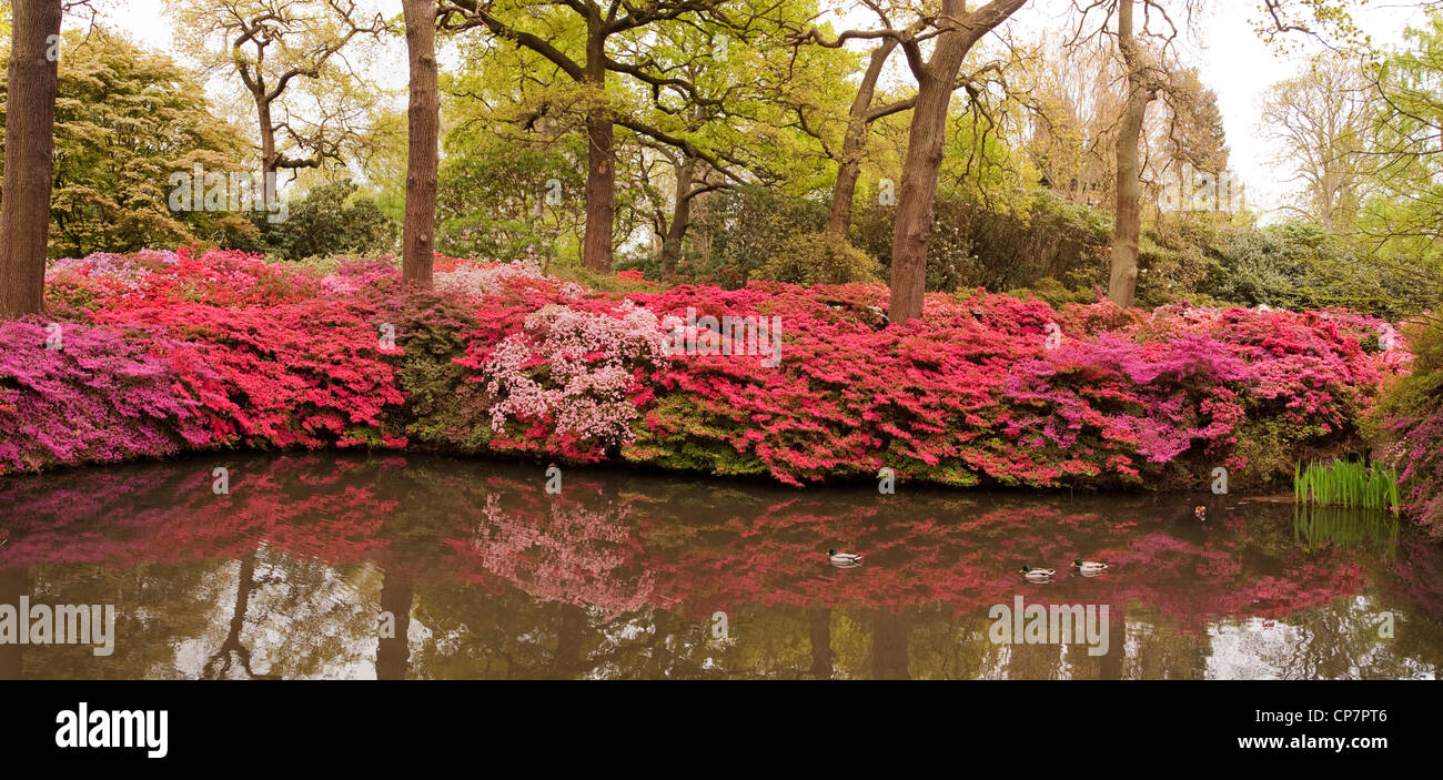 Bank of colourful Azaleas surrounding a pond in the Isabella Plantation, Richmond Park in London Stock Photo