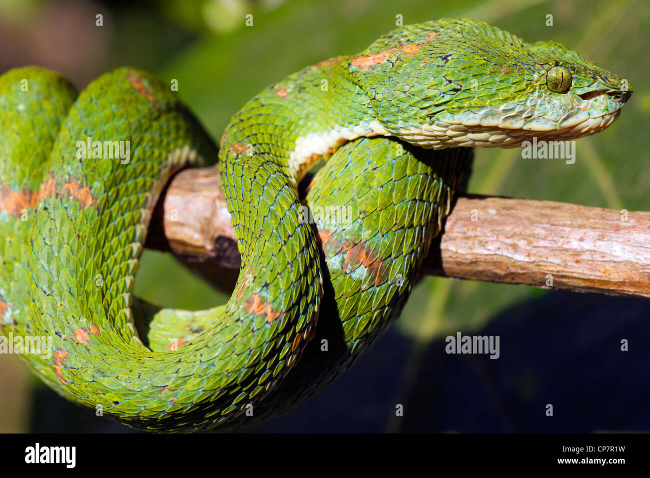 Eyelash viper (Bothriechis schlegelii) A venomous pitviper from Western Ecuador Stock Photo