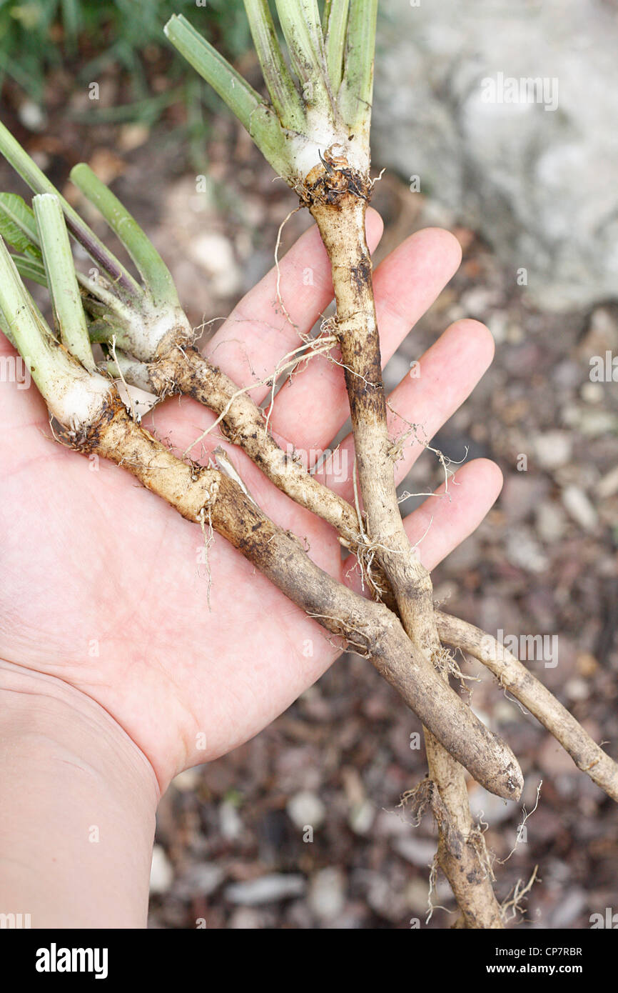 Three roots of horse radish Stock Photo - Alamy