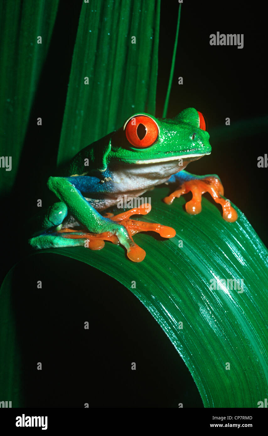 Red-eyed tree frog (Agalychnis callidryas: Hylidae) male at night in rainforest Costa Rica Stock Photo