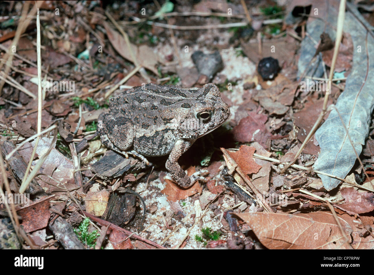 Fowler's toad (Bufo woodhousii fowleri: Bufonidae) in woodland, S ...
