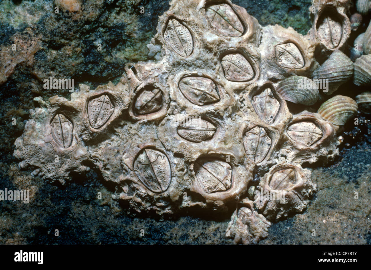 Montagu's stellate barnacle (Chthamalus Montagui: Chthamalidae) on the shore UK Stock Photo