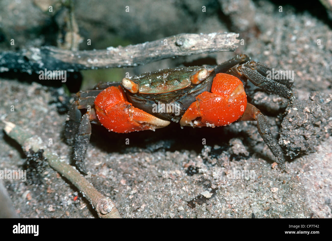 Mangrove or marsh crab (Sesarma sp.: Grapsidae) Kenya Stock Photo