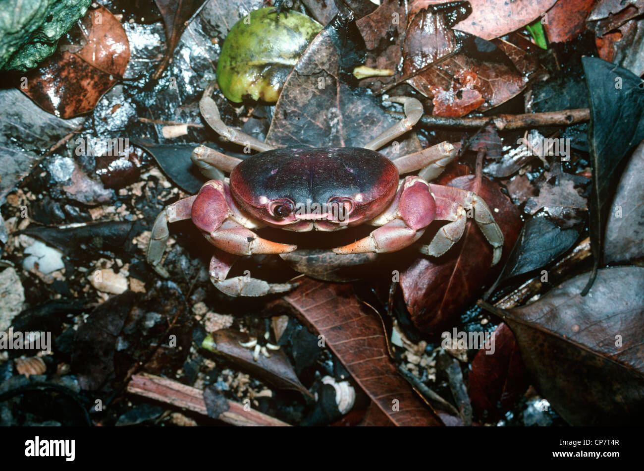 Blackback Land Crab Gecarcinus Sp Gecarcinidae In Coastal Forest Stock Photo Alamy Blackback Land Crab Gecarcinus Sp Gecarcinidae In Coastal Forest Stock Photo Alamy