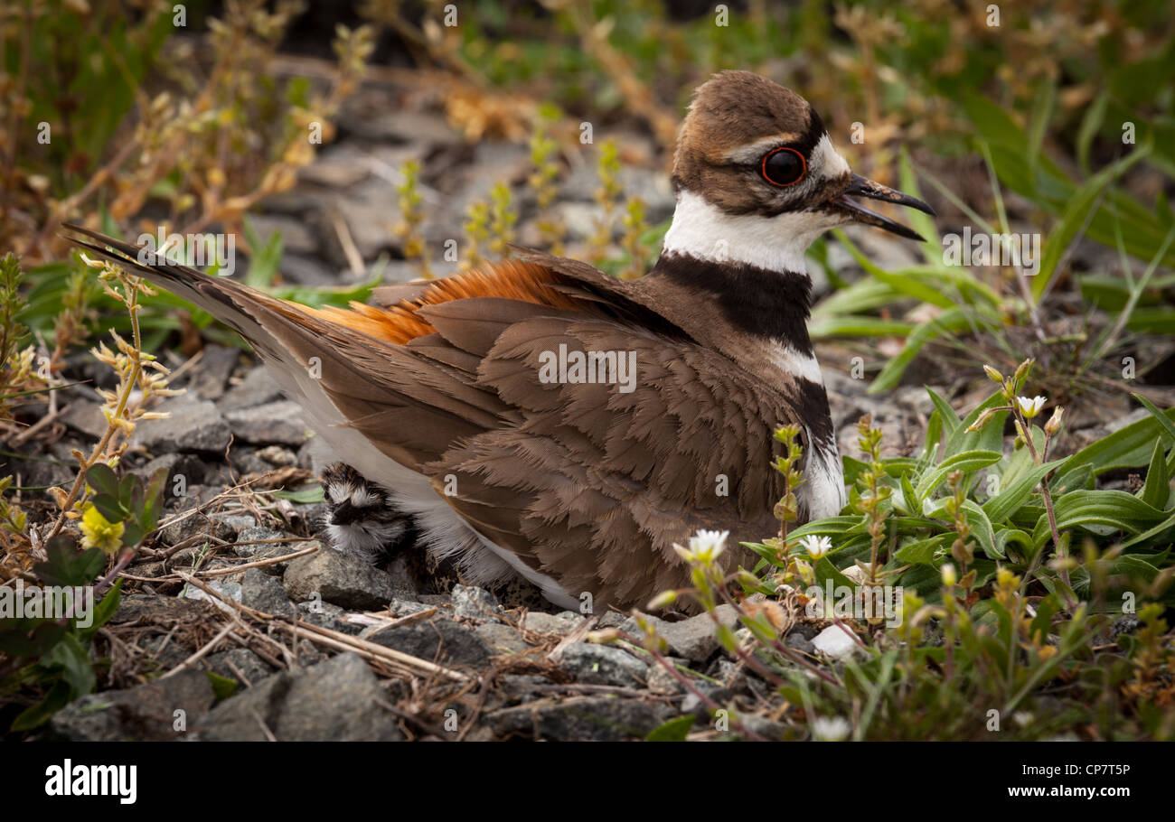 Killdeer bird hires stock photography and images Alamy