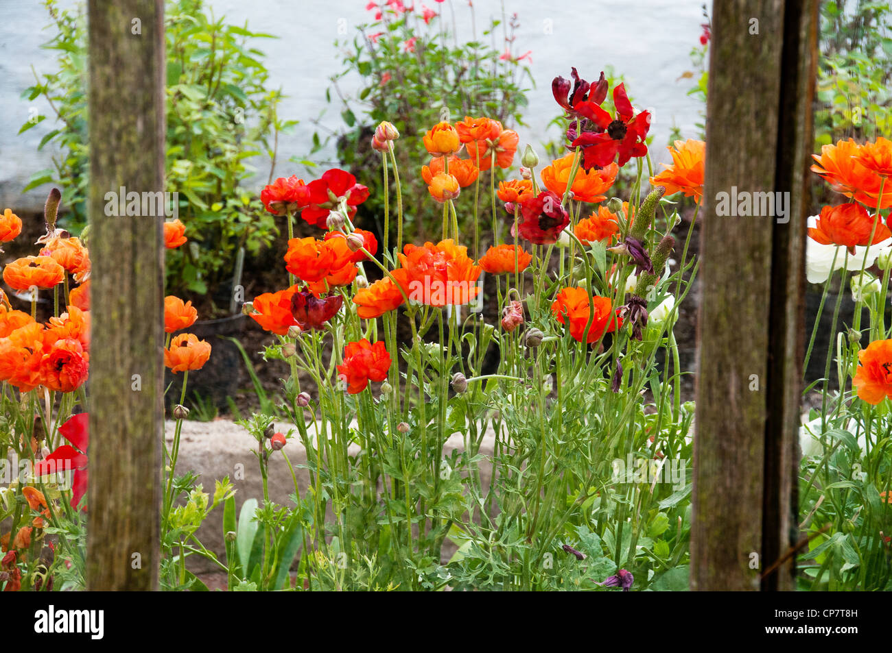 In the walled garden of Norton Conyers, Ripon, North Yorkshire Stock Photo