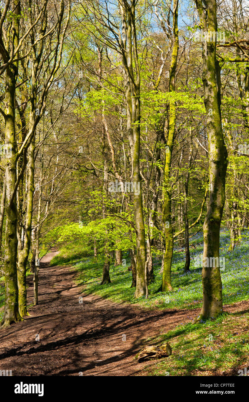 Woodlands in spring hires stock photography and images Alamy