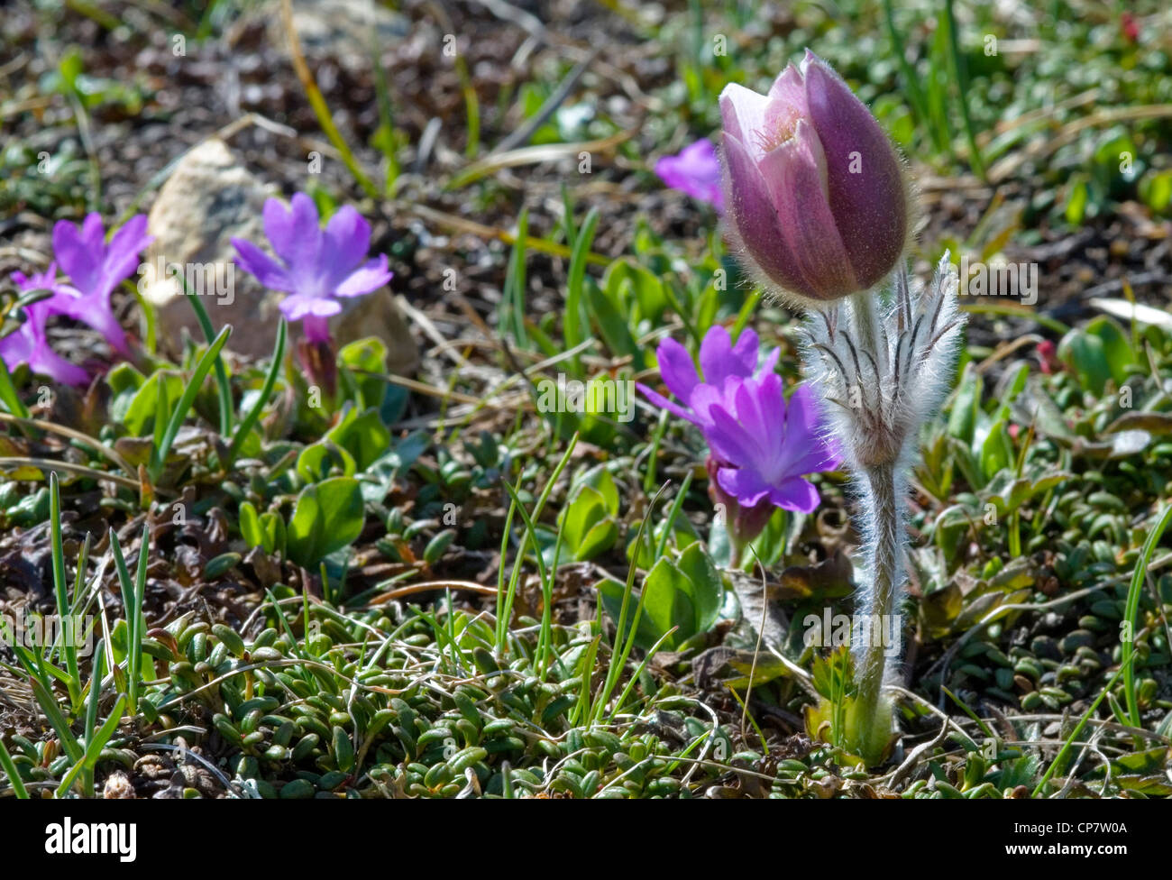 Pulsatilla Vernalis flower at the Swiss alps. Stock Photo