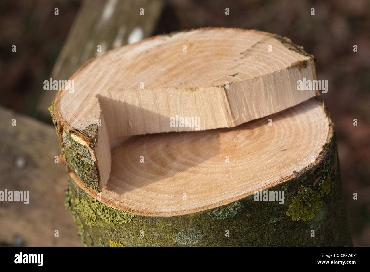 Ash Tree Cross Section Identification
