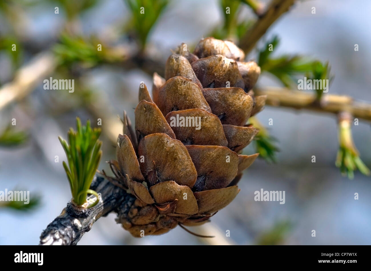 Alpine larch buds; (Larix decidua) closeup Stock Photo