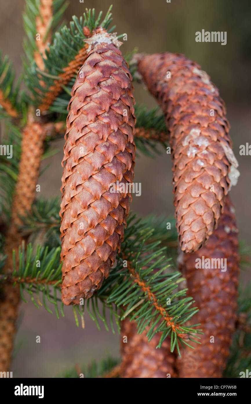 Norway Spruce (Picea abies). Cones. Seed bearing. Some resin from the tree apparent on cones. Stock Photo