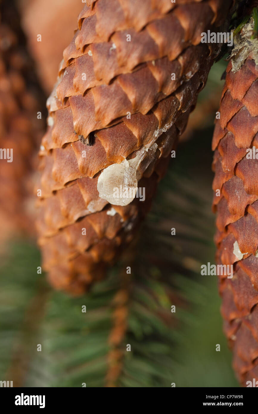 Norway Spruce (Picea abies). Cone with dry resin running down from an injury point on branch. Seed bearing. Needles. Stock Photo