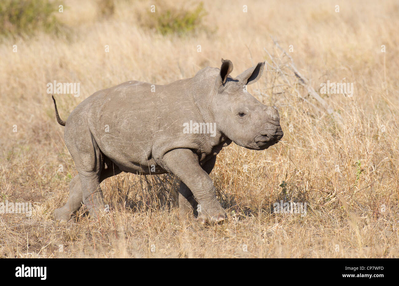 Baby White Rhino, (Ceratotherium simum) in South Africa's Kruger Park Stock Photo
