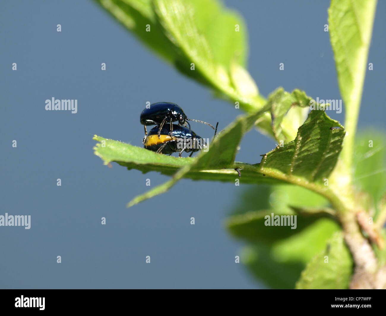 two beetles / mating / zwei Käfer bei der Paarung Stock Photo