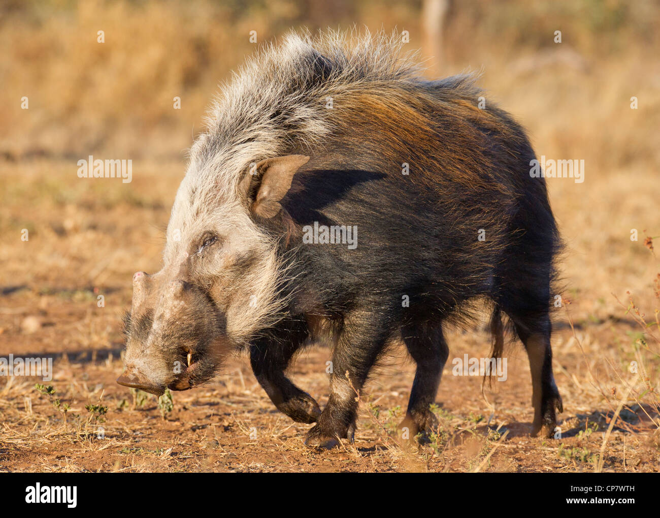 Bushpig (Potamochoerus larvatus) out during the daytime, unusual for this noctural animal, South Africa Stock Photo