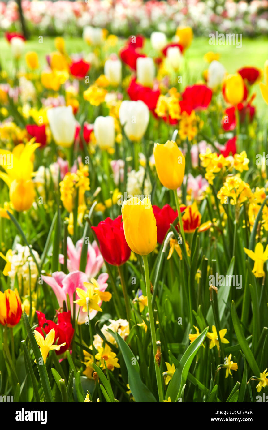 Tulips and daffodils in lots of colors in park in spring Stock Photo ...