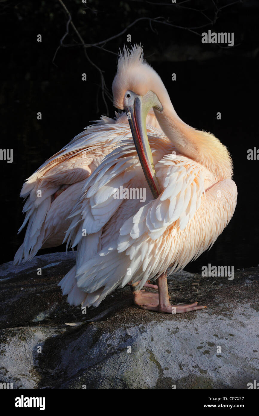 Pelican (Pelecanus onocrotalus) grooming his feathers Stock Photo