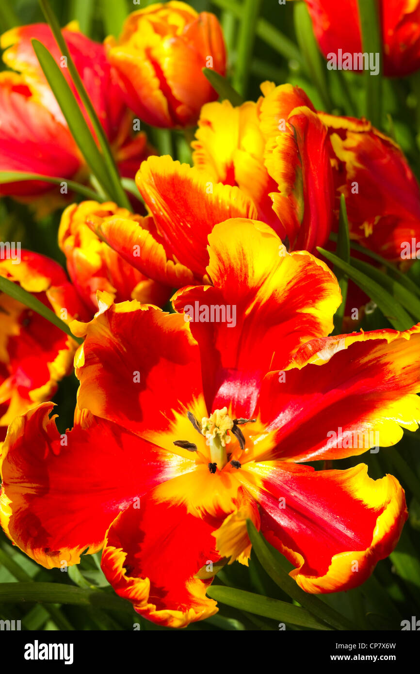 Parrot tulips in red and yellow in spring sunshine Stock Photo