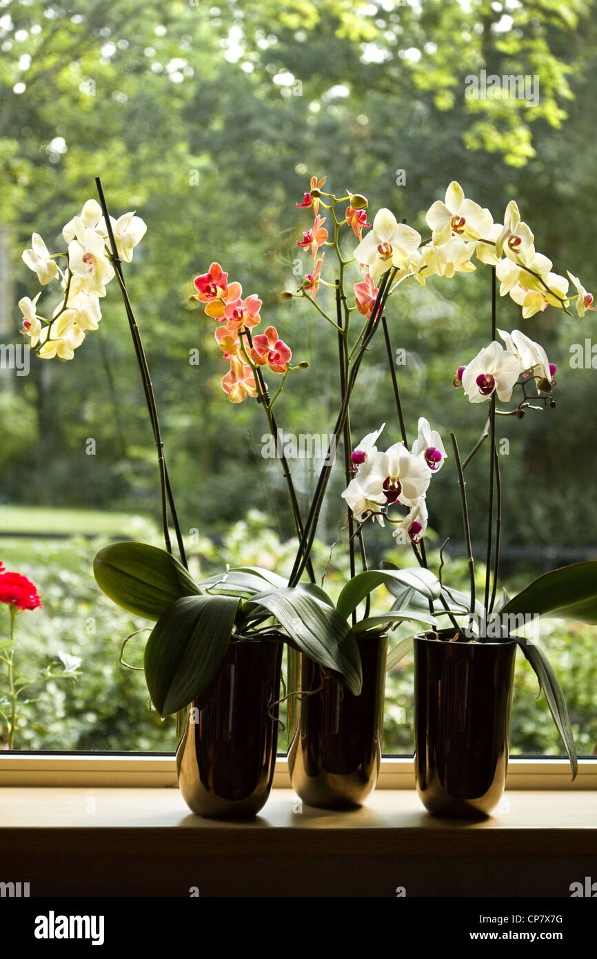 Plant pots with Moth Orchids or Phalaenopsis in window with glassreflections and trees in background outdoors Stock Photo