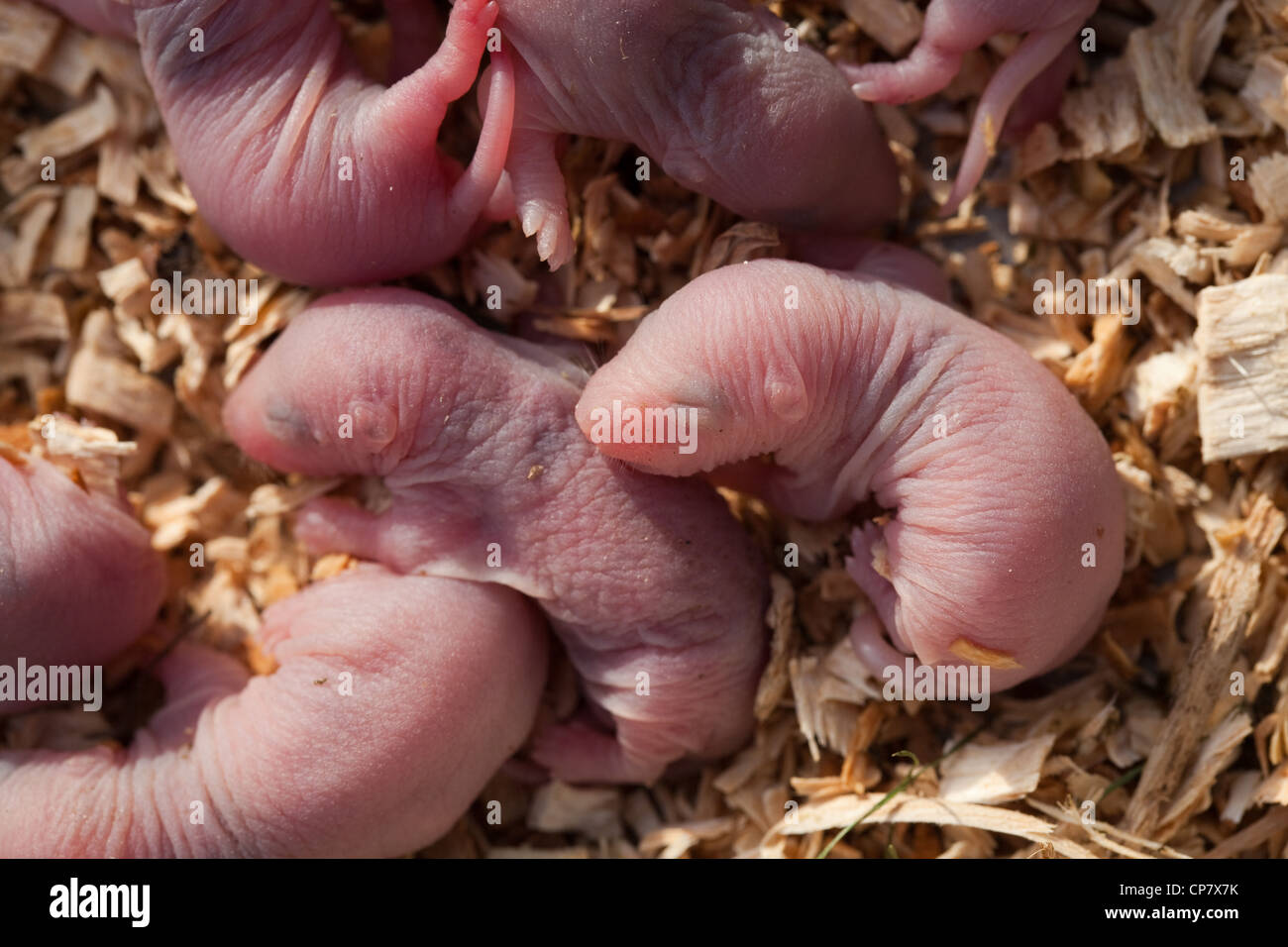 Brown Rats (Rattus norvegicus). Hours old pups or babies. Blind. Stock Photo