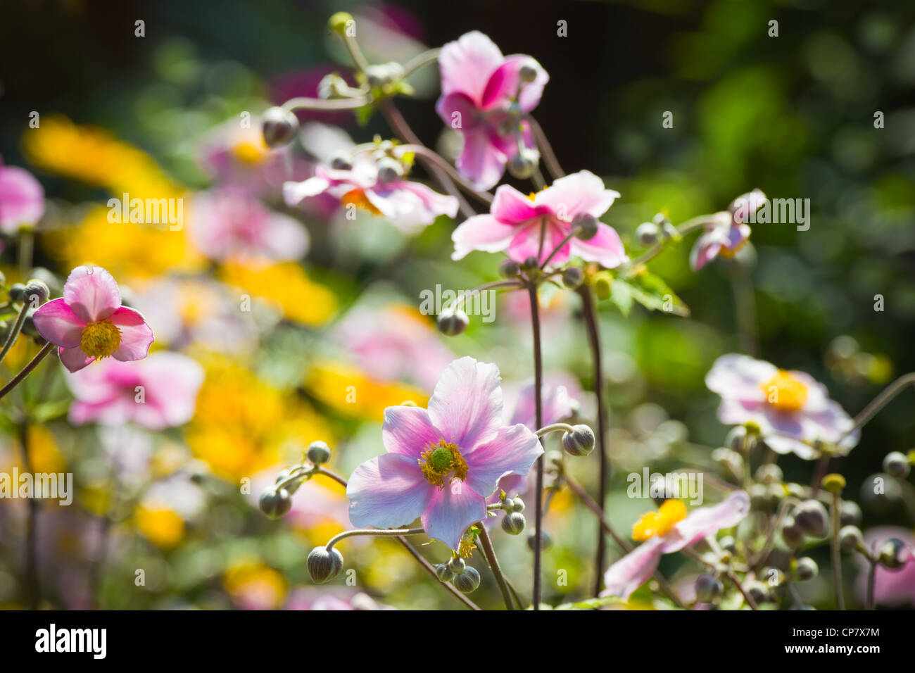 Pink Japanese Anemone or Anemone japonica flowers blooming in summer with background of yellow flowers - horizontal Stock Photo