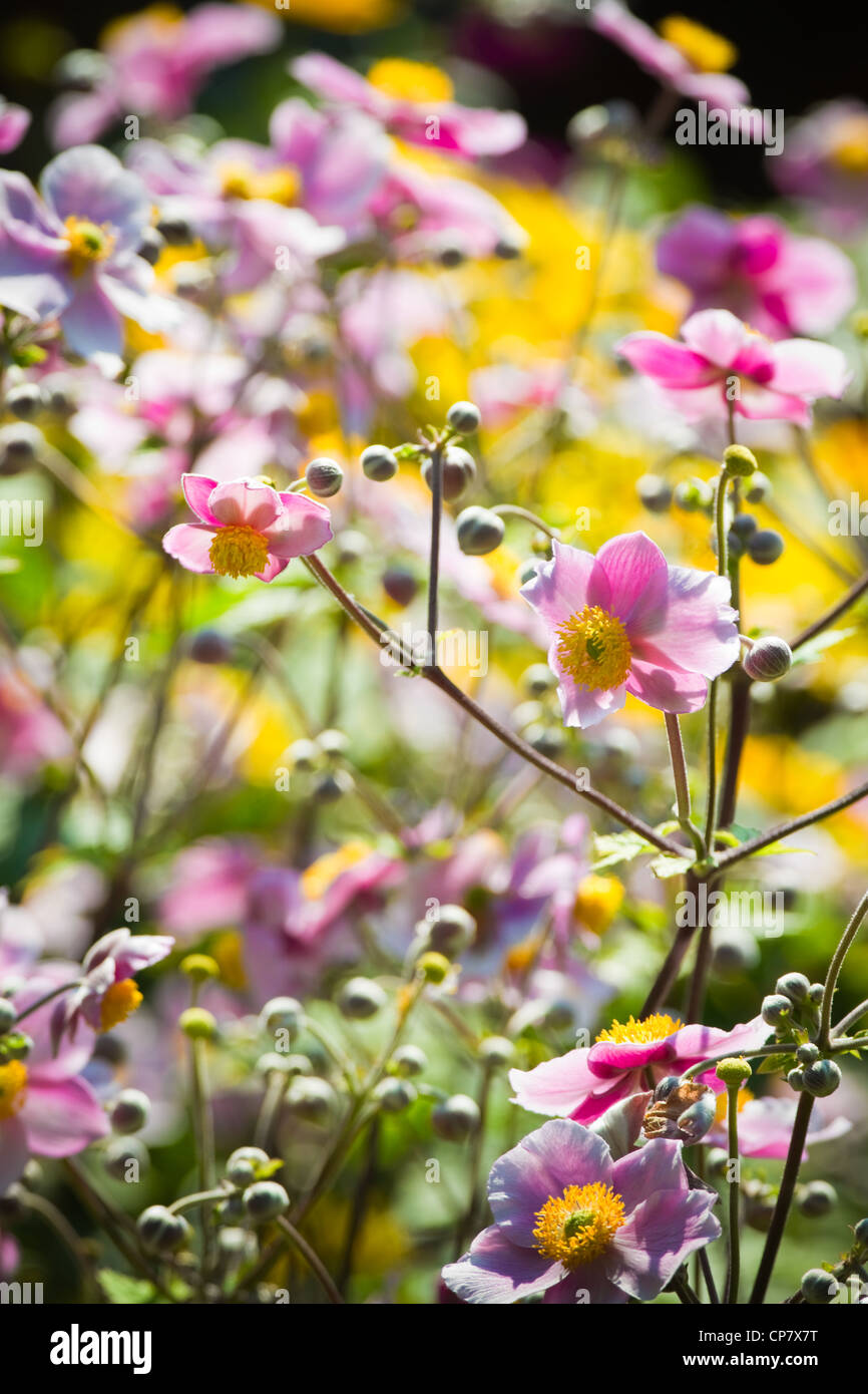 Pink Japanese Anemone or Anemone japonica flowers blooming in summer with background of yellow flowers - vertical Stock Photo