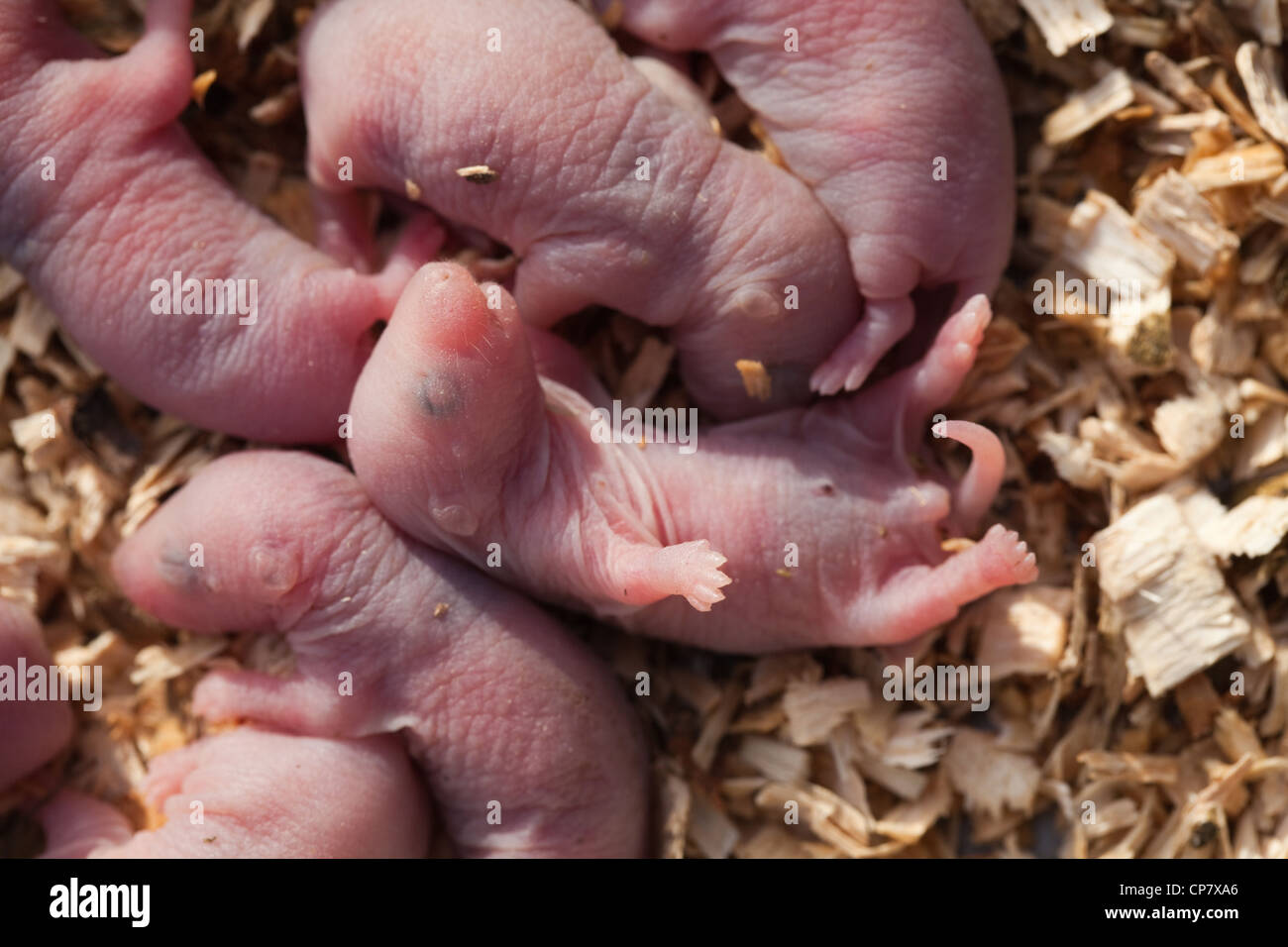 Brown Rats (Rattus norvegicus). Hours old pups or babies. Blind. Stock Photo
