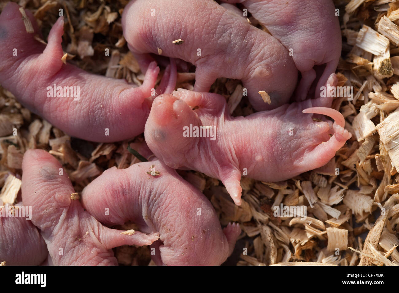 Brown Rats (Rattus norvegicus). Day old pups or babies. Stock Photo