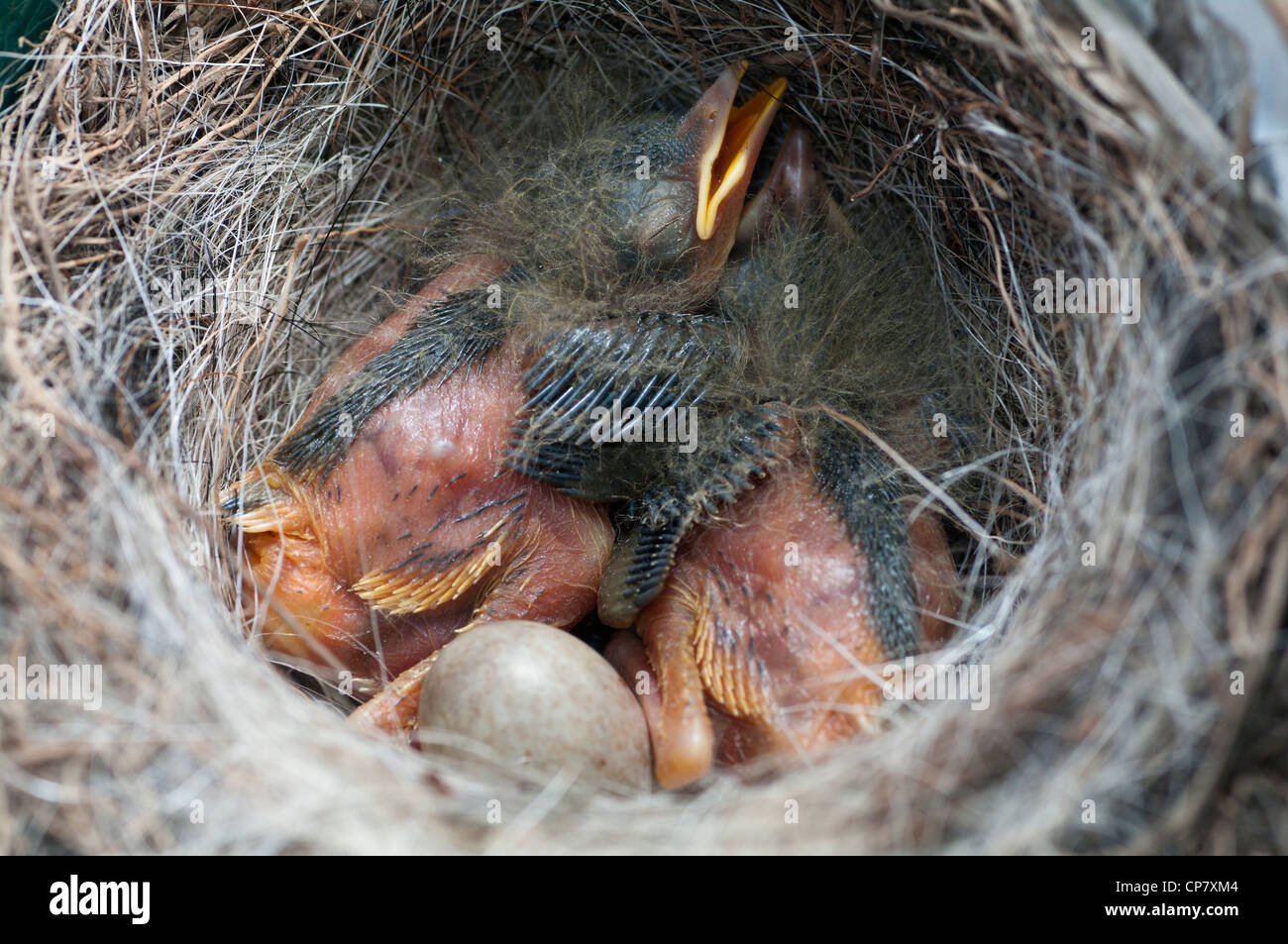Grey Wagtail nest. Endemic bird from the Azores Islands Stock Photo
