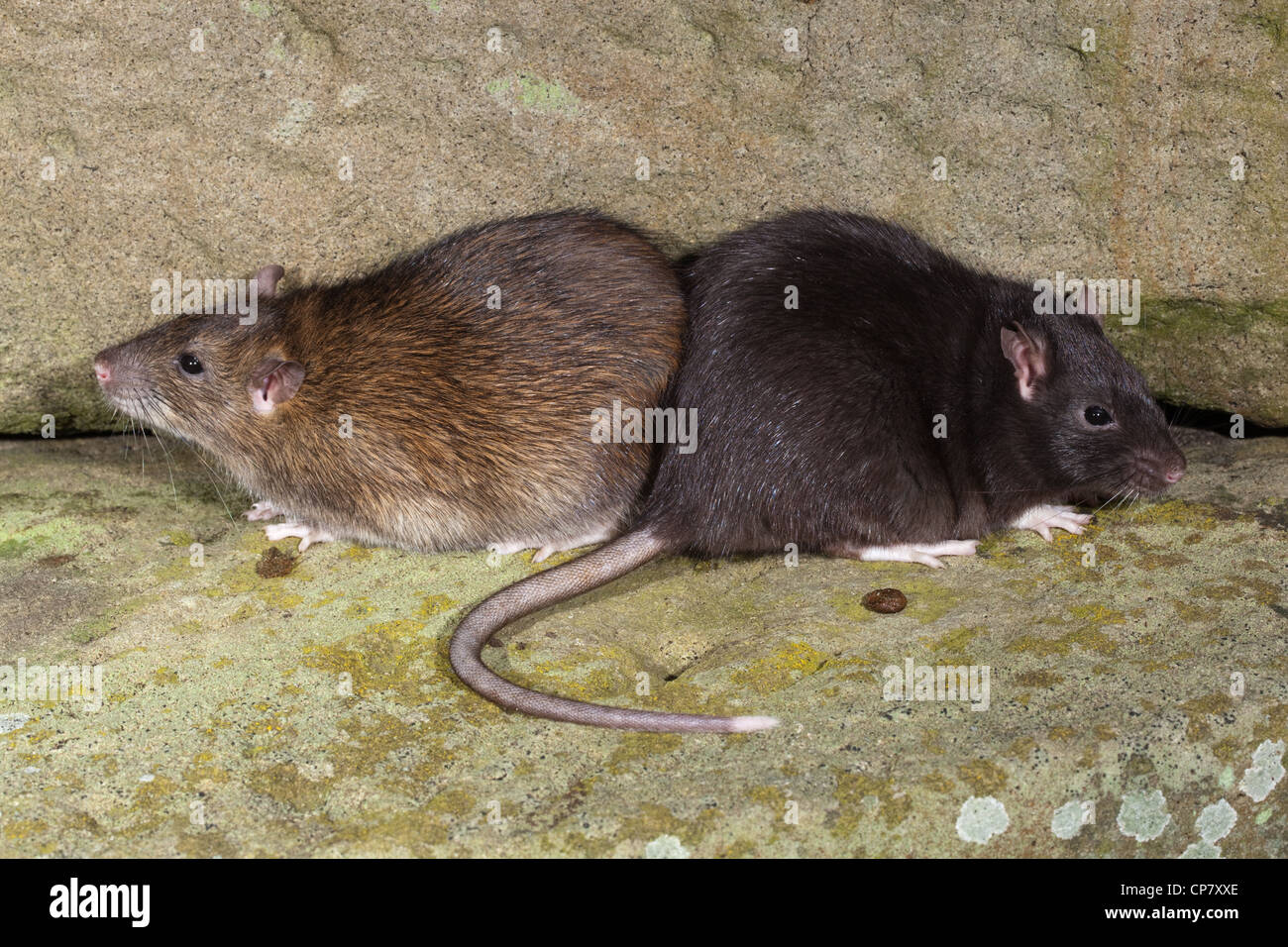 Brown Rats (Rattus norvegicus). 'Black' or melanisic form right, alongside a 'normal' coloured animal, left. Stock Photo