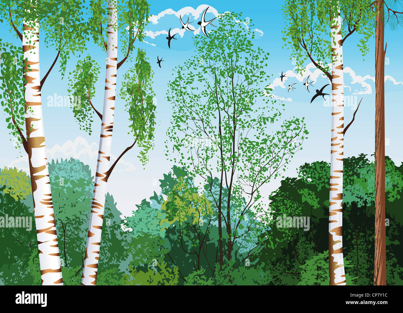 Landscape with trunks of birches and pine tree in the foreground and ...