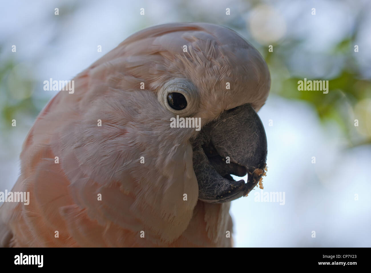 Moluccan or Salmon-crested Cockatoo (Cacatua moluccensis). Cleaning bill mandibles with tongue. Endangered species. Stock Photo