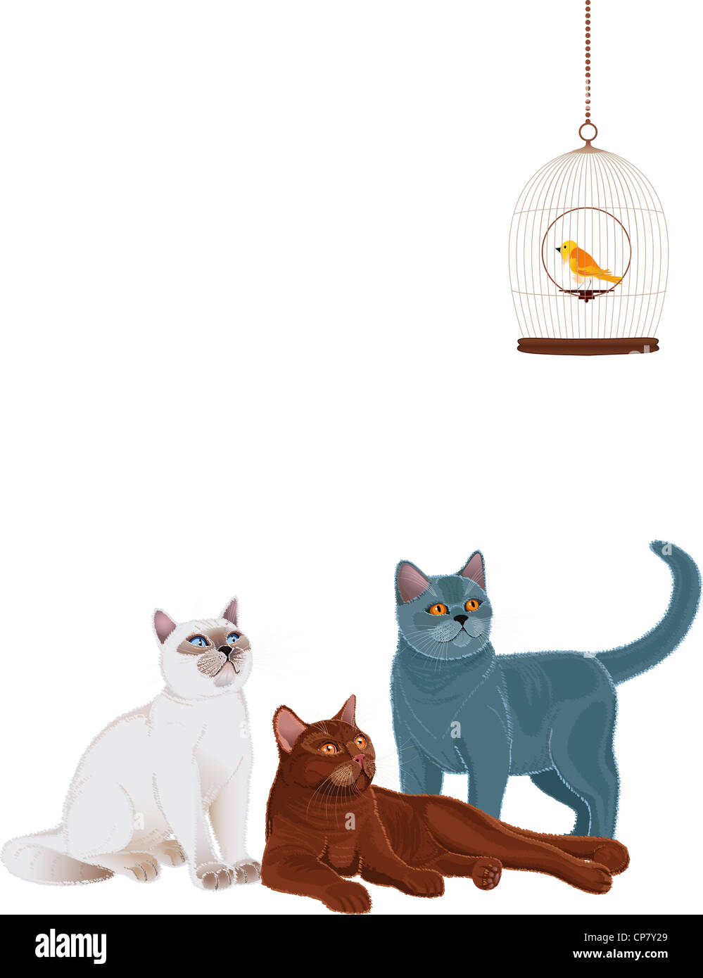 Tree British Shorthair cats looking at a bird in cage Stock Photo Alamy