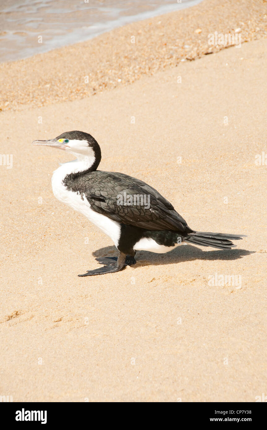 Cormorant bird New Zealand South Island near Tonga Quarry