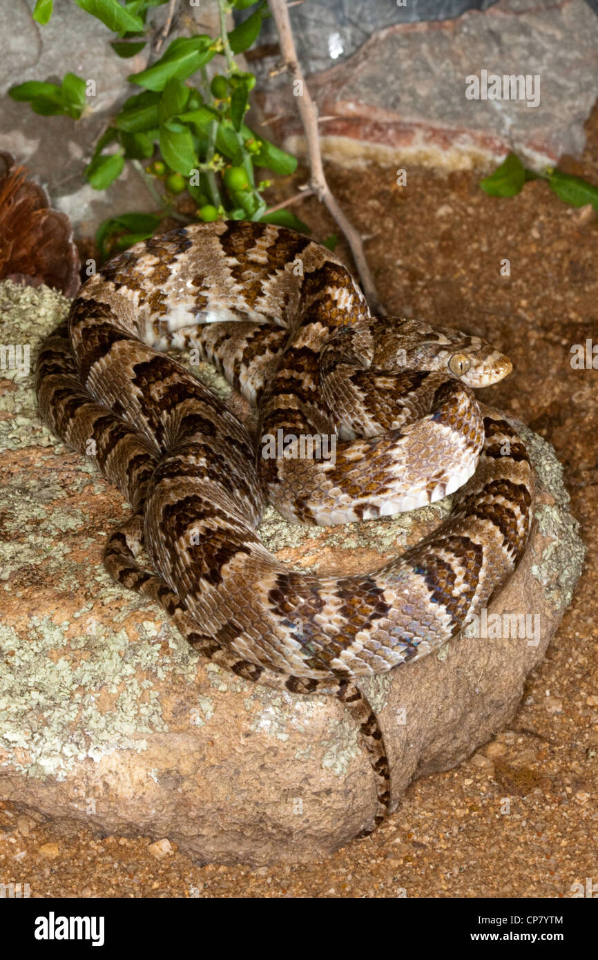 Western Lyresnake Trimorphodon biscutatus lambda Sycamore Canyon, Santa ...