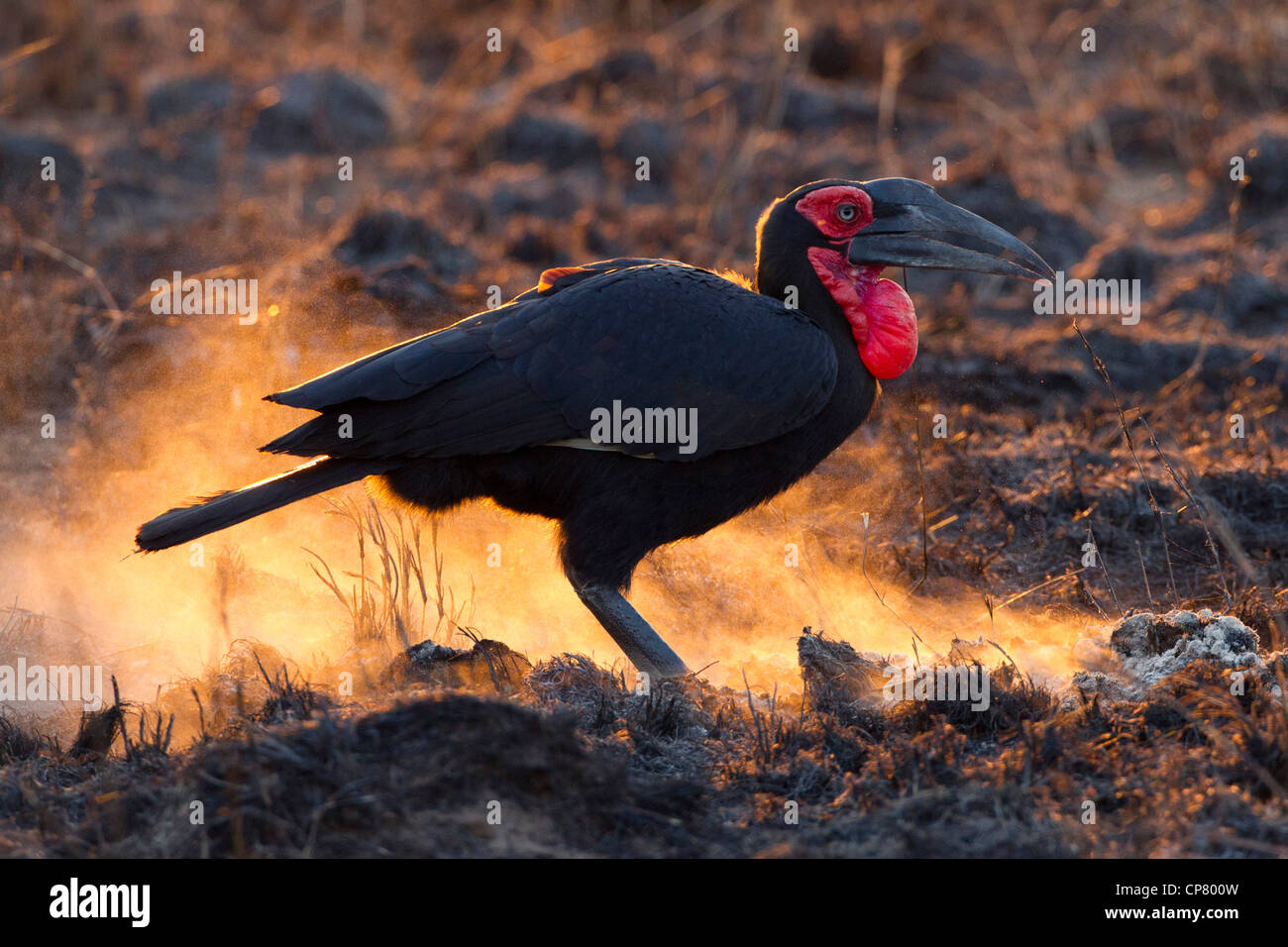 Southern Ground Hornbill (Bucorvus leadbeateri) searching for food in Soouth Africa's Kruger Park Stock Photo