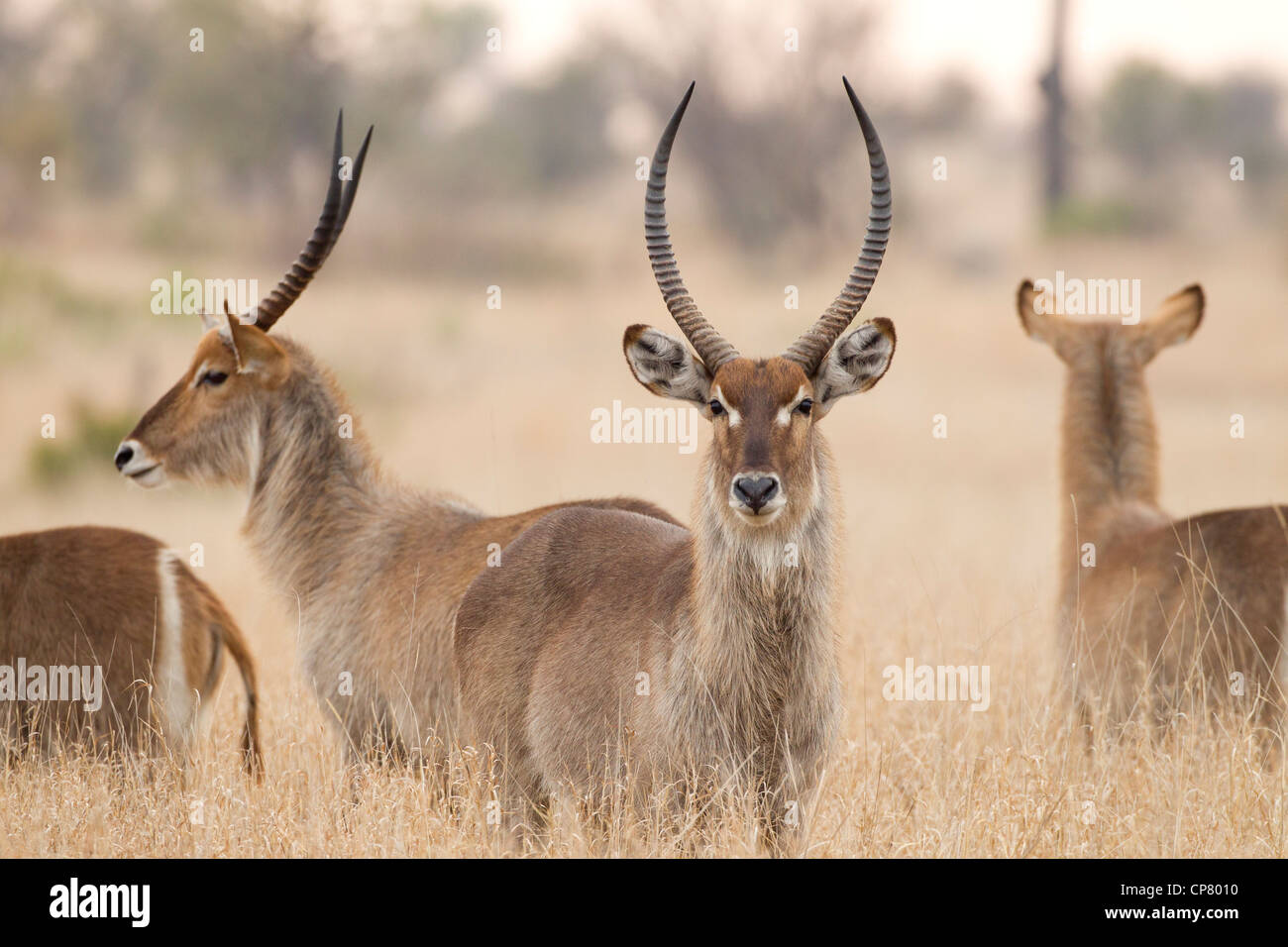 Male common Waterbuck (Kobus ellipsiprymnus) in South Africa's Kruger Park Stock Photo